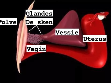 glande skene femme|Glandes de Skene et infections urinaires récurrentes